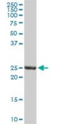 Western Blot: GSTA3 Antibody [H00002940-D01P]