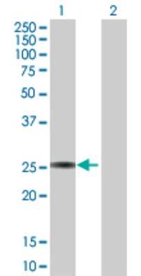 Western Blot: GSTA3 Antibody [H00002940-D01P]