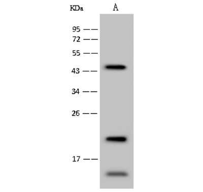 Western Blot: GSTA3 Antibody [NBP2-99360]