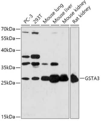 Western Blot: GSTA3 AntibodyAzide and BSA Free [NBP3-04545]