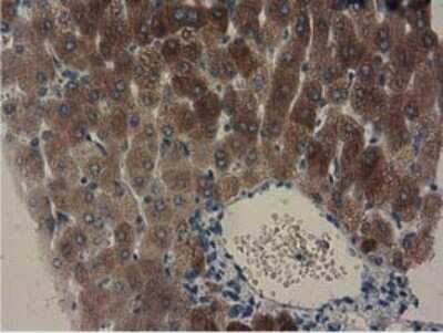 Immunohistochemistry-Paraffin: GSTA4 Antibody (OTI3F5) [NBP2-03188]