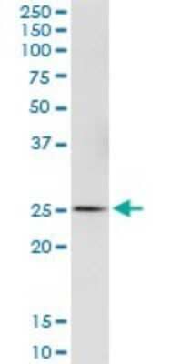 Western Blot: GSTA4 Antibody [H00002941-B01P]