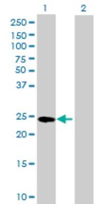 Western Blot: GSTA4 Antibody [H00002941-B01P]