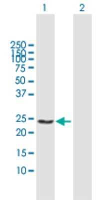 Western Blot: GSTA4 Antibody [H00002941-B02P]