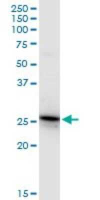 Western Blot: GSTA4 Antibody [H00002941-D01P]