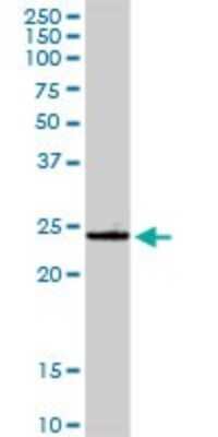 Western Blot: GSTA4 Antibody [H00002941-D01P]