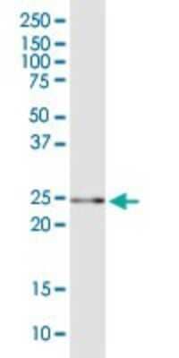 Western Blot: GSTA5 Antibody [H00221357-B01P]