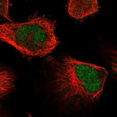 Immunocytochemistry/ Immunofluorescence: GSTCD Antibody [NBP1-91972]