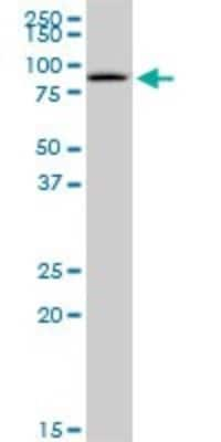 Western Blot: GSTCD Antibody [H00079807-B01P]