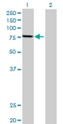 Western Blot: GSTCD Antibody [H00079807-B01P]
