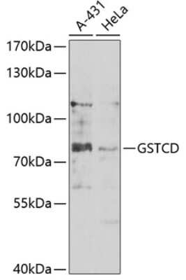 Western Blot: GSTCD AntibodyBSA Free [NBP3-04623]