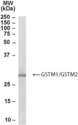 Western Blot: Glutathione S-Transferase mu 1/GSTM1 Antibody [NB300-932]