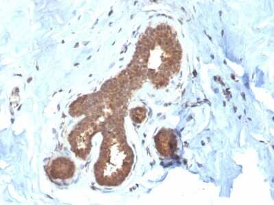 Immunohistochemistry-Paraffin: GSTM2 Antibody (CPTC-GSTMu2-2) - Azide and BSA Free [NBP3-08255]