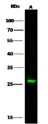 Western Blot: GSTM2 Antibody [NBP2-99918]