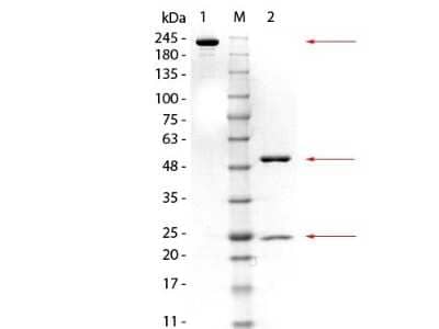 SDS-PAGE: GSTM3 Antibody (20C11.H5.E11) [NBP2-44175]