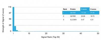 Protein Array: GSTM3 Antibody (CPTC-GSTMu3-1) - Azide and BSA Free [NBP3-08256]