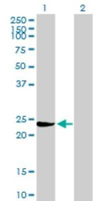 Western Blot: GSTM3 Antibody [H00002947-B02P]