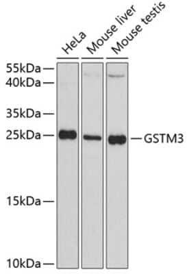 Western Blot: GSTM3 AntibodyAzide and BSA Free [NBP3-04374]