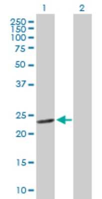 Western Blot: GSTM4 Antibody [H00002948-D01P]