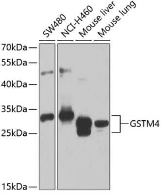 Western Blot: GSTM4 AntibodyBSA Free [NBP3-04533]