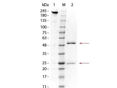 SDS-PAGE: GSTO1 Antibody (14A9.F6) [NBP2-44176]