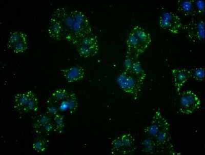 Immunocytochemistry/ Immunofluorescence: GSTO1 Antibody (2C7) [NBP3-15189]