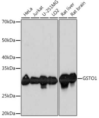 Western Blot: GSTO1 Antibody (7L9P3) [NBP3-16453]