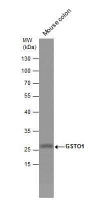 Western Blot: GSTO1 Antibody [NBP1-33763]