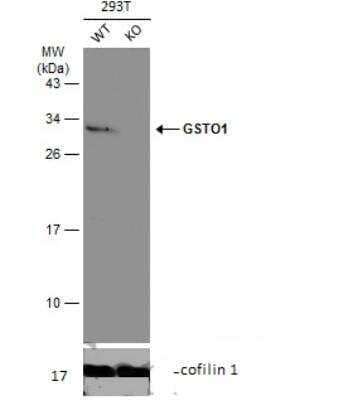 Knockout Validated: GSTO1 Antibody [NBP1-33763]