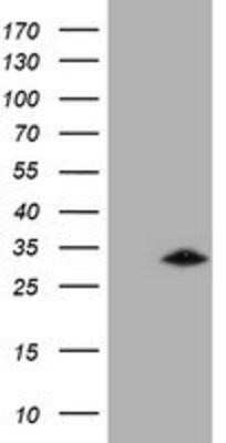 Flow Cytometry: GSTO2 Antibody (OTI2A12) - Azide and BSA Free [NBP2-72371]