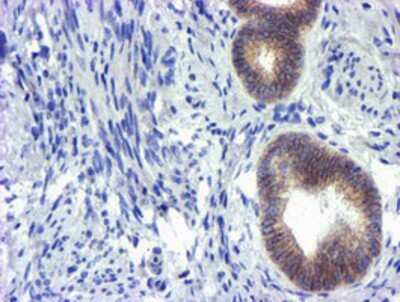 Immunohistochemistry: GSTO2 Antibody (OTI2A12) - Azide and BSA Free [NBP2-72371]