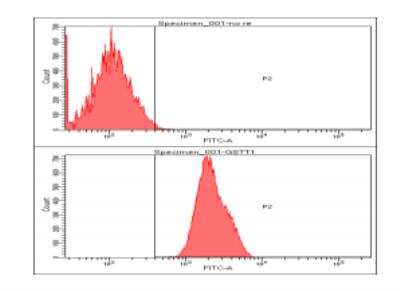 Flow Cytometry: GSTT1 Antibody (38D11) - BSA Free [NBP2-59453]