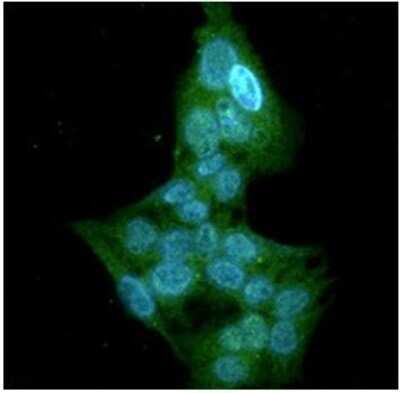 Immunocytochemistry/ Immunofluorescence: GSTT1 Antibody (38D11) - BSA Free [NBP2-59453]