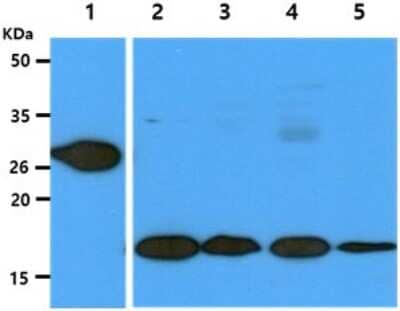 Western Blot: GSTT1 Antibody (38D11)BSA Free [NBP2-59453]