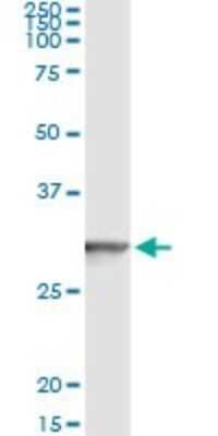 Immunoprecipitation: GSTT2 Antibody (1C12) [H00002953-M01]