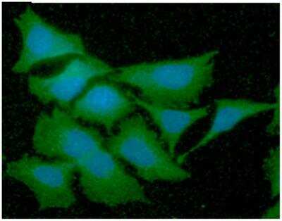 Immunocytochemistry/ Immunofluorescence: GSTT2 Antibody (AT10H4) - BSA Free [NBP2-50577]
