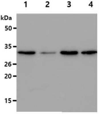 Western Blot: GSTT2 Antibody (AT10H4)BSA Free [NBP2-50577]