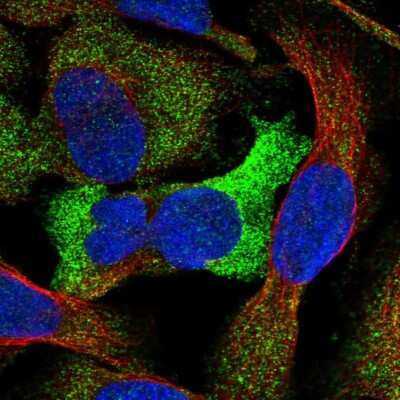 Immunocytochemistry/ Immunofluorescence: GTDC1 Antibody [NBP1-83725]