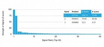 Protein Array: GTF2A1 Antibody (PCRP-GTF2A1-1F2) - Azide and BSA Free [NBP3-14054]