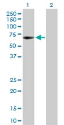 Western Blot: GTF2A1 Antibody [H00002957-D01P]