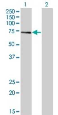 Western Blot: GTF2A1L Antibody (3E4) [H00011036-M05]