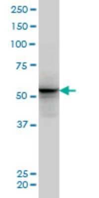 Western Blot: GTF2A1L Antibody (5B9) [H00011036-M04]