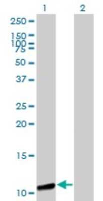 Western Blot: GTF2A2 Antibody (2B9) [H00002958-M01]