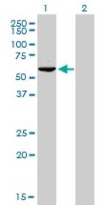 Western Blot: GTF2H1 Antibody (1F12-1B5) [H00002965-M01]