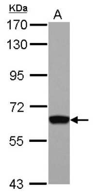 Western Blot: GTF2H1 Antibody [NBP2-16761]