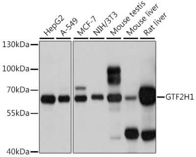 Western Blot: GTF2H1 AntibodyBSA Free [NBP3-04722]