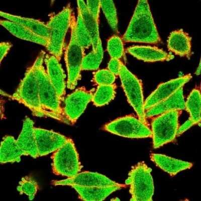 Immunocytochemistry/ Immunofluorescence: GTF2H2 Antibody (PCRP-GTF2H2-1B9) - Azide and BSA Free [NBP3-08257]