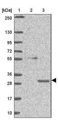 Western Blot: GTF2H3 Antibody [NBP2-30407]