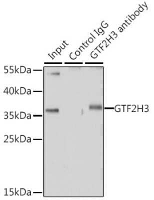 Western Blot: GTF2H3 AntibodyBSA Free [NBP3-04662]