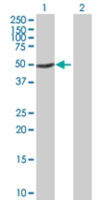 Western Blot: GTF2H4 Antibody [H00002968-B02P]